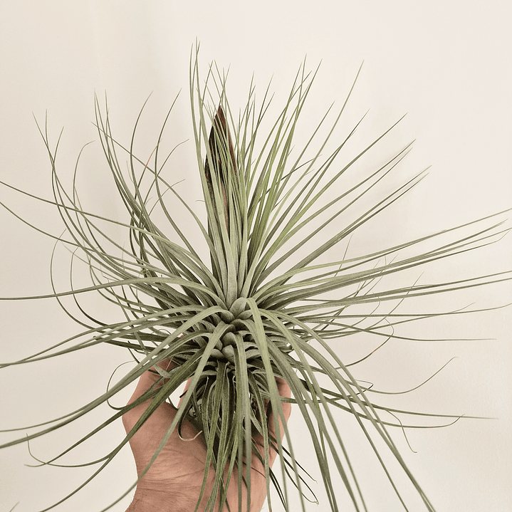Tillandsia Double Ruth XXL 1