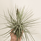 Tillandsia Double Ruth XXL - Thumbnail 1