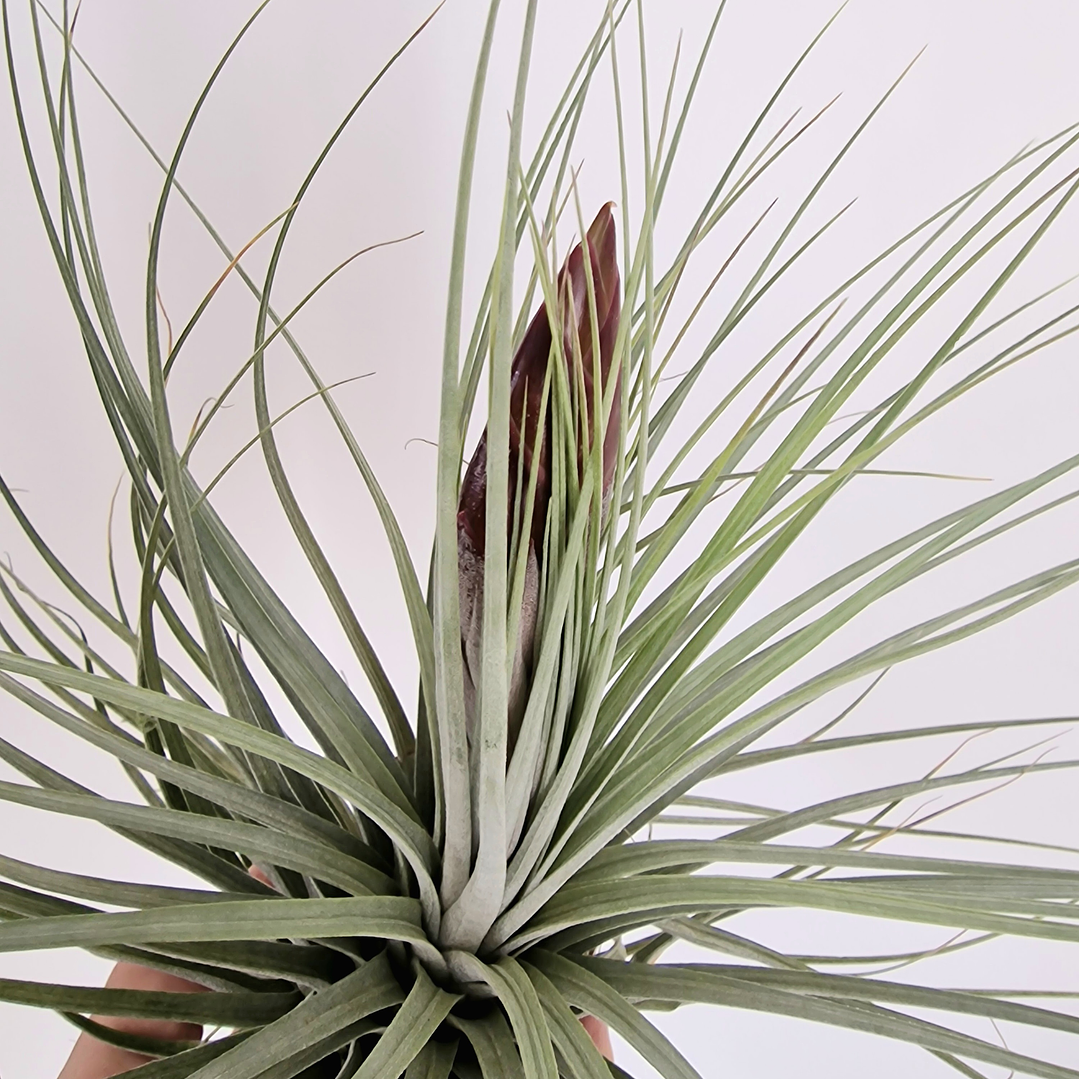 Tillandsia Double Ruth XXL 2