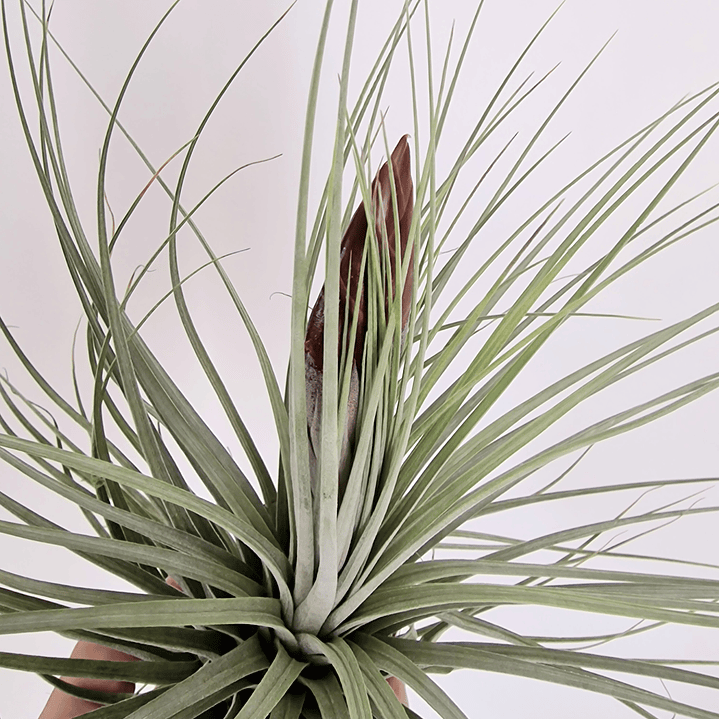 Tillandsia Double Ruth XXL 2