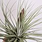 Tillandsia Double Ruth XXL - Thumbnail 2