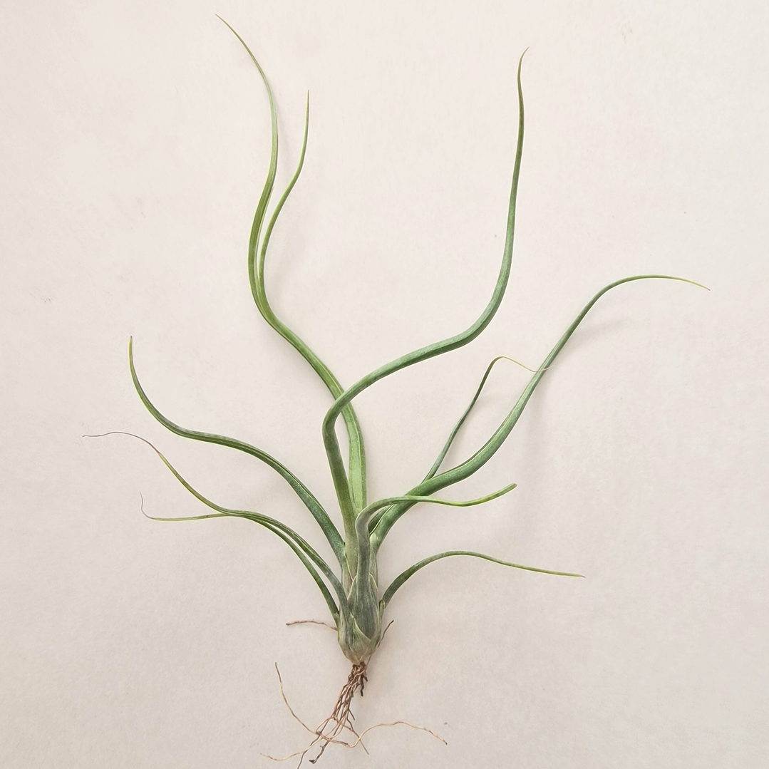 Tillandsia Wavy Wonder 1