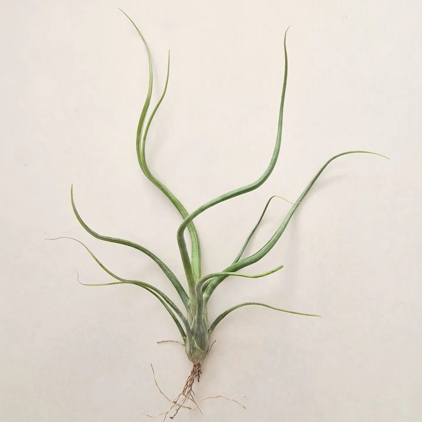 Tillandsia Wavy Wonder 1