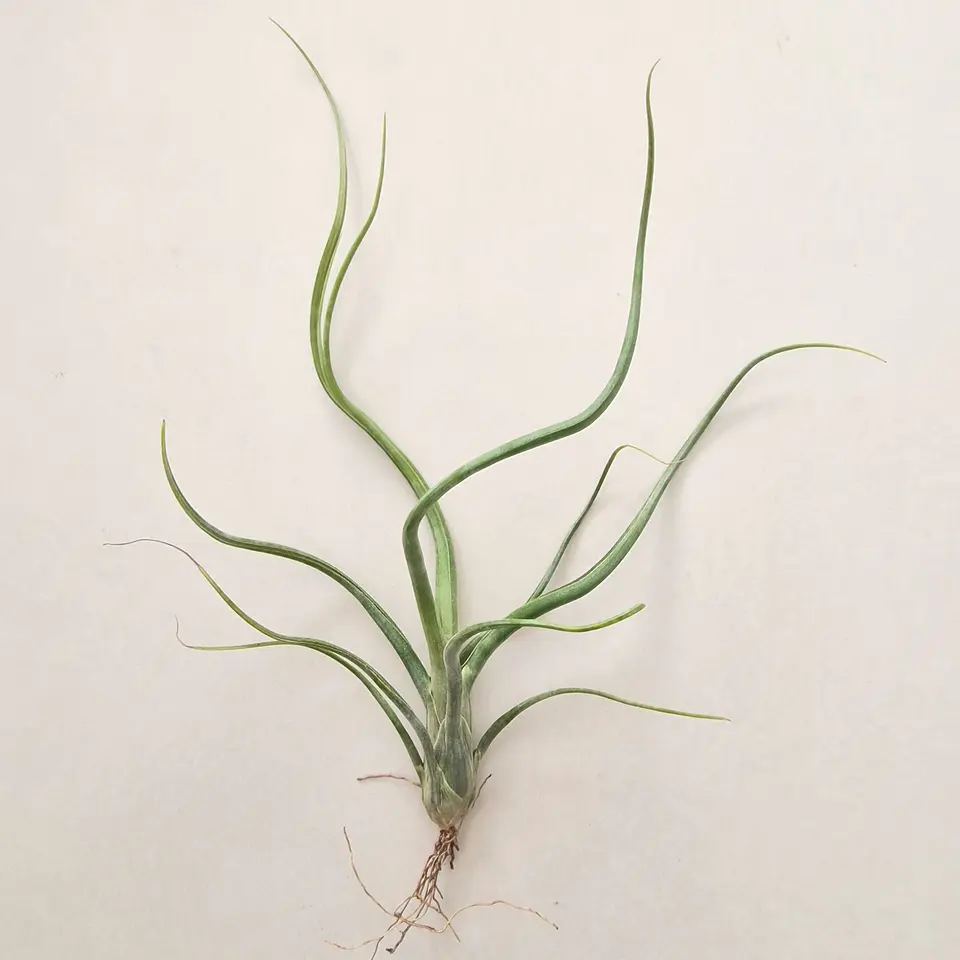 Tillandsia Wavy Wonder 1