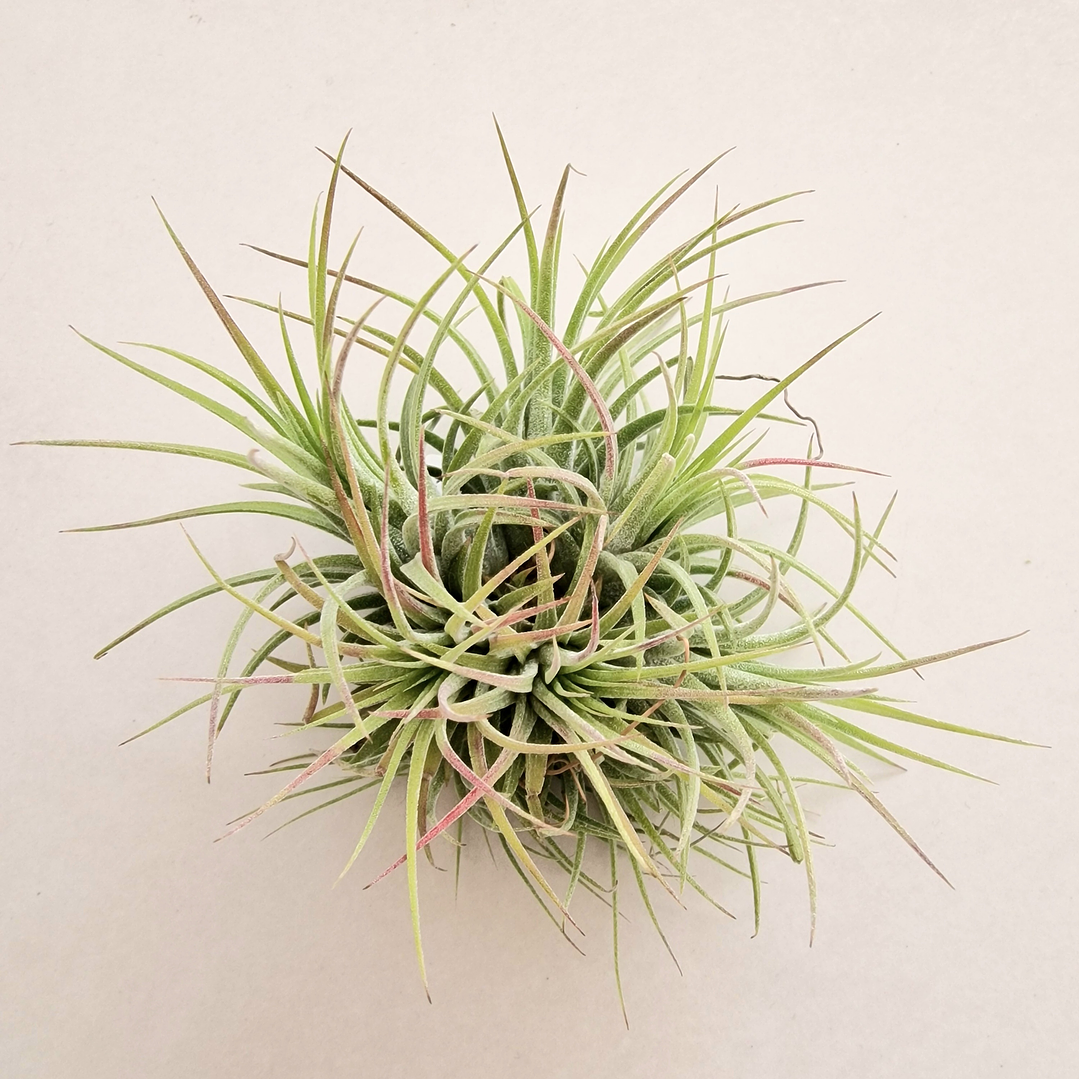 Tillandsia Ionantha Rubra Pulk 1