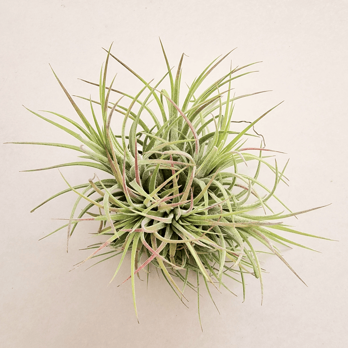 Tillandsia Ionantha Rubra Pulk 1