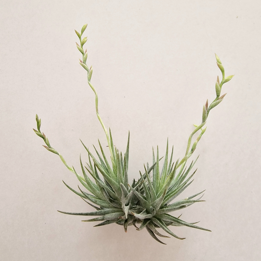 Tillandsia Loliacea Pulk com Flor 1