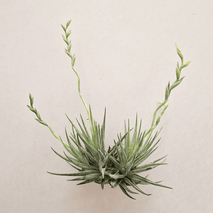 Tillandsia Loliacea Pulk com Flor