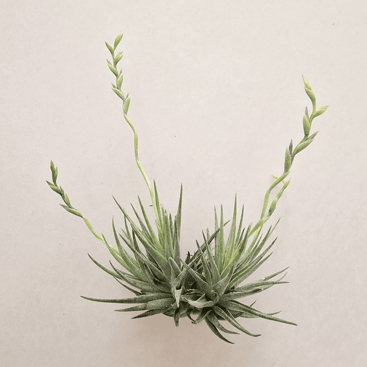 Tillandsia Loliacea Pulk com Flor 1