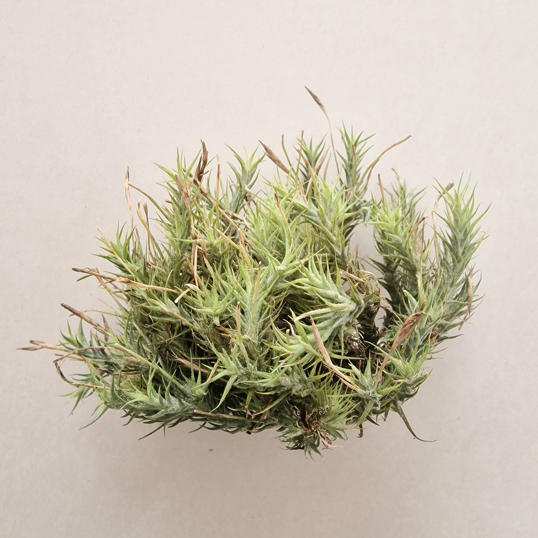 Tillandsia Ticholepis Pulk 1