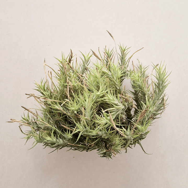 Tillandsia Ticholepis Pulk 1