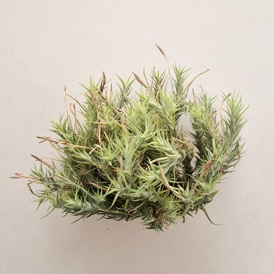 Tillandsia Ticholepis Pulk 1