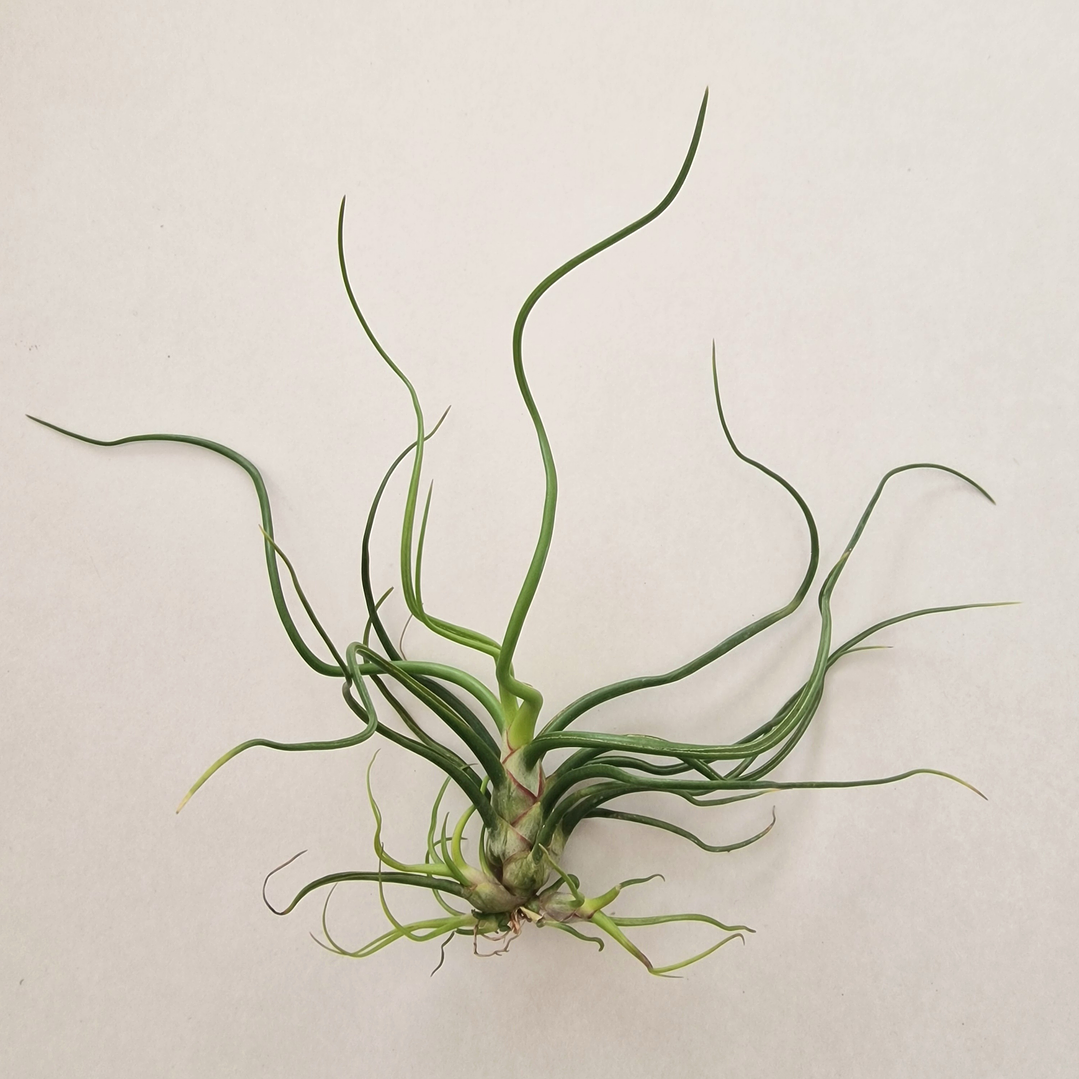 Tillandsia Bulbosa 1