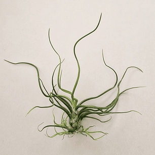 Tillandsia Bulbosa