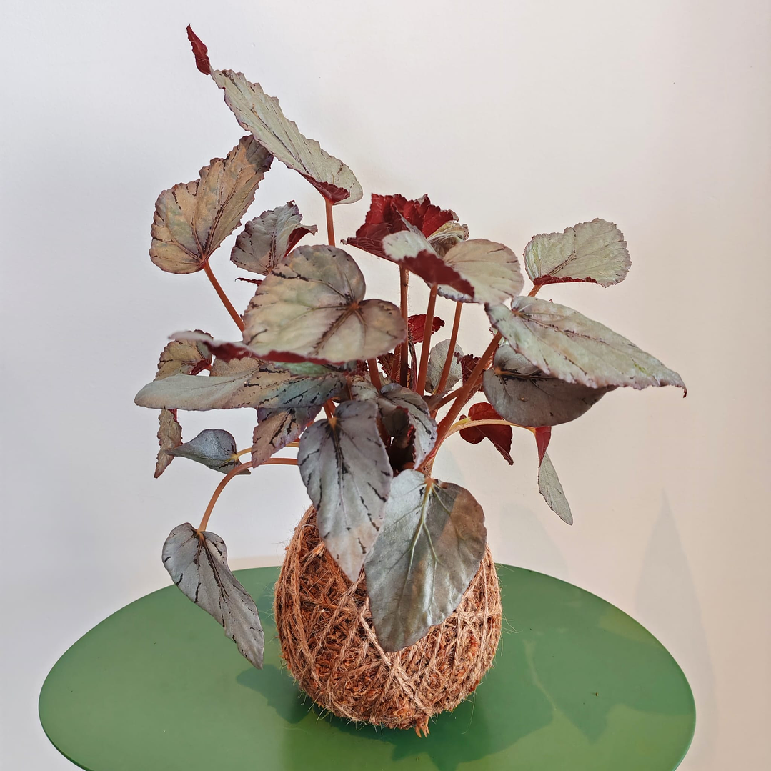 Kokedama Begonia Rex Bolero 1
