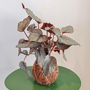 Kokedama Begonia Rex Bolero