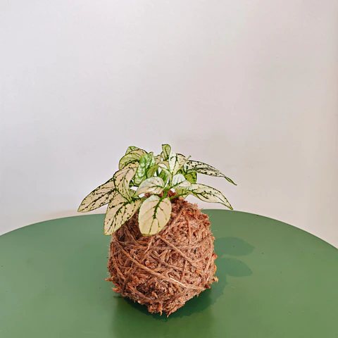 Kokedama Hypoestes Phyllostachya White
