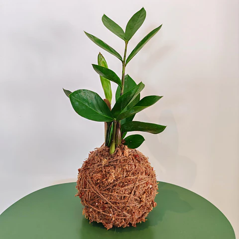 Kokedama Zamioculcas