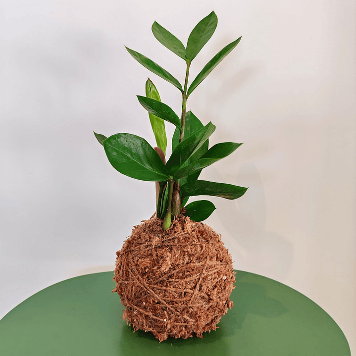 Kokedama Zamioculca 1