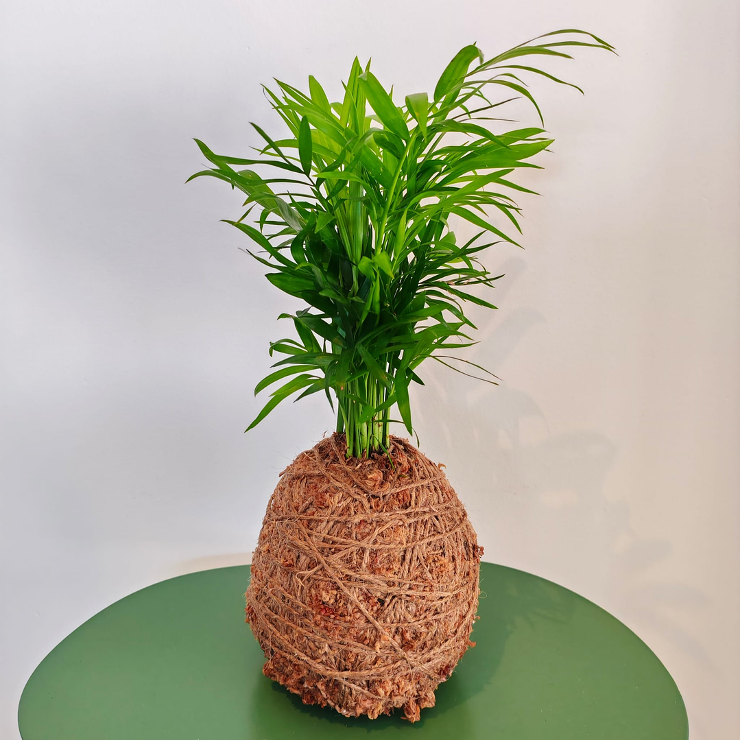 Kokedama de Chamaedorea Elegans – Palmeira-de-Salão L 1