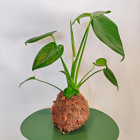 Kokedama de Monstera Deliciosa L