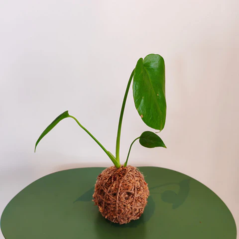 Kokedama de Monstera Deliciosa S