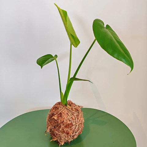 Kokedama de Monstera Deliciosa