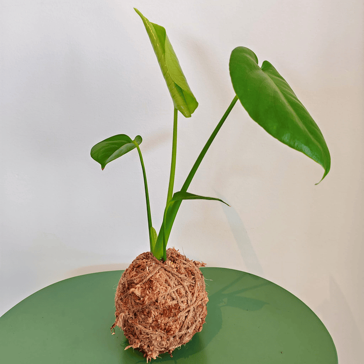 Monstera Deliciosa Kokedama 1
