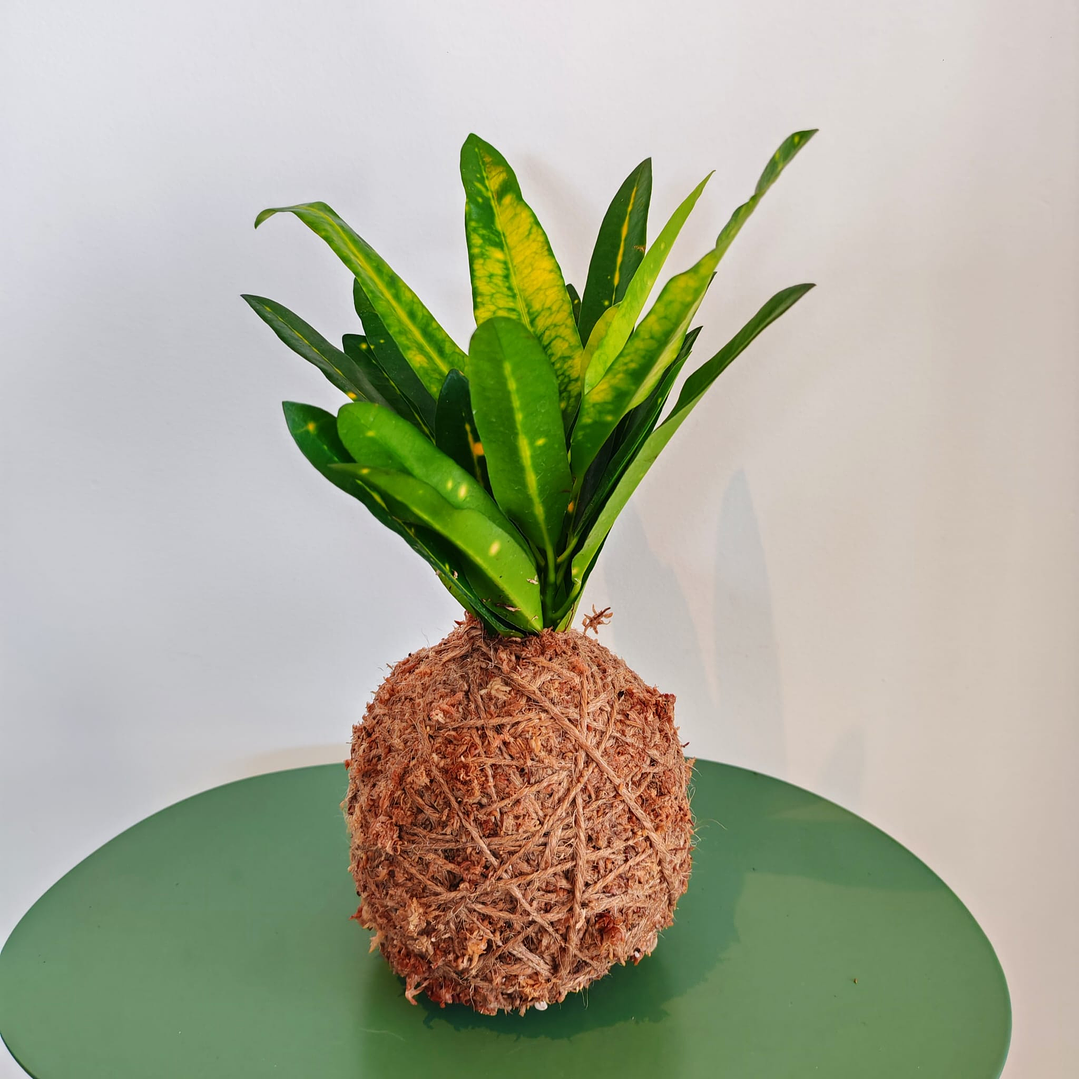 Kokedama Croton Sunny Star 1