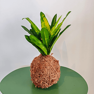 Kokedama Croton Sunny Star