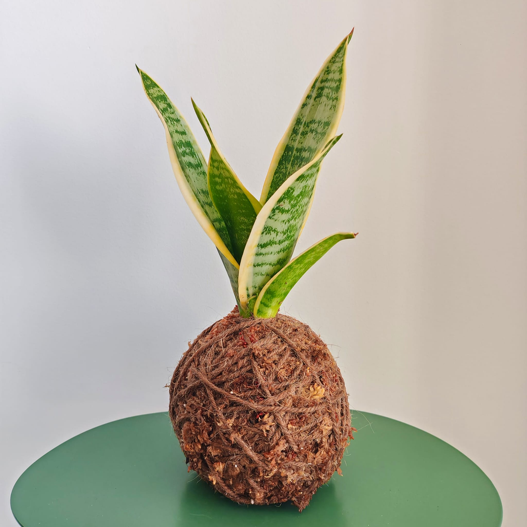 Kokedama Sansevieria Laurentii 1
