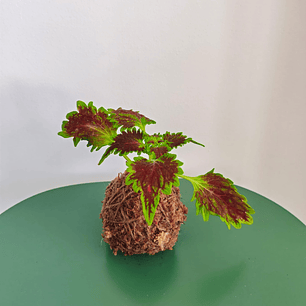 Kokedama Coleus