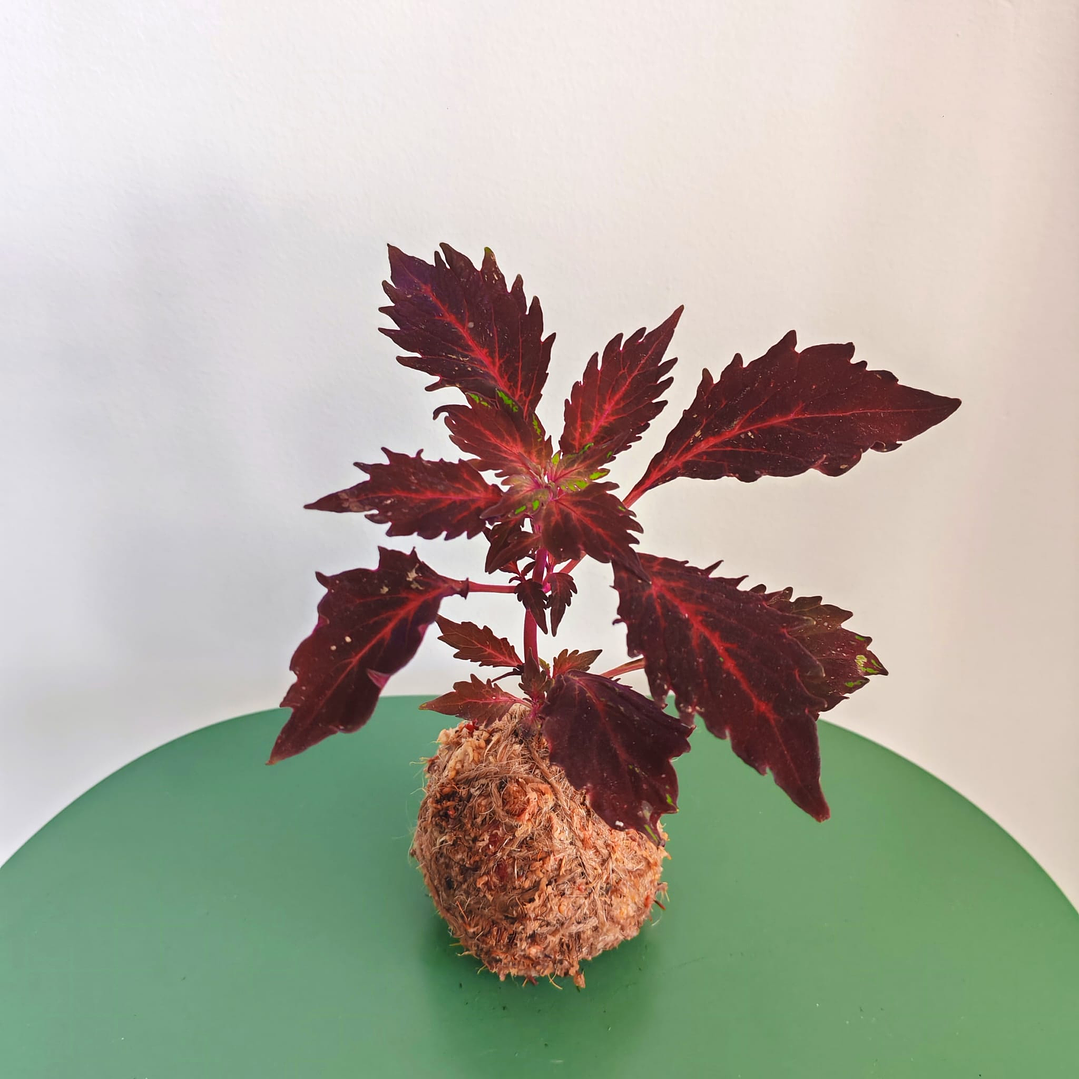 Kokedama Coleus 1