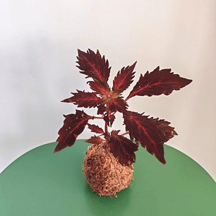 Kokedama Coleus