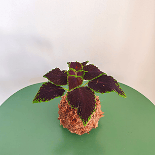 Kokedama Coleus