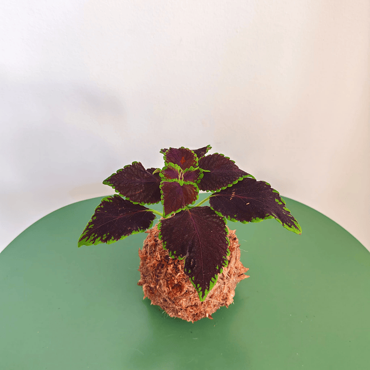Kokedama Coleus 1