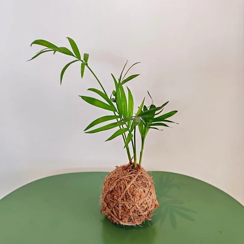 Kokedama made from Chamaedorea elegans – Parlor Palm S