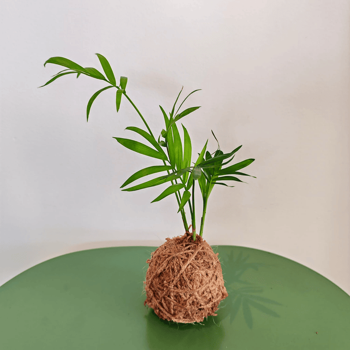 Kokedama made from Chamaedorea elegans – Parlor Palm S 1