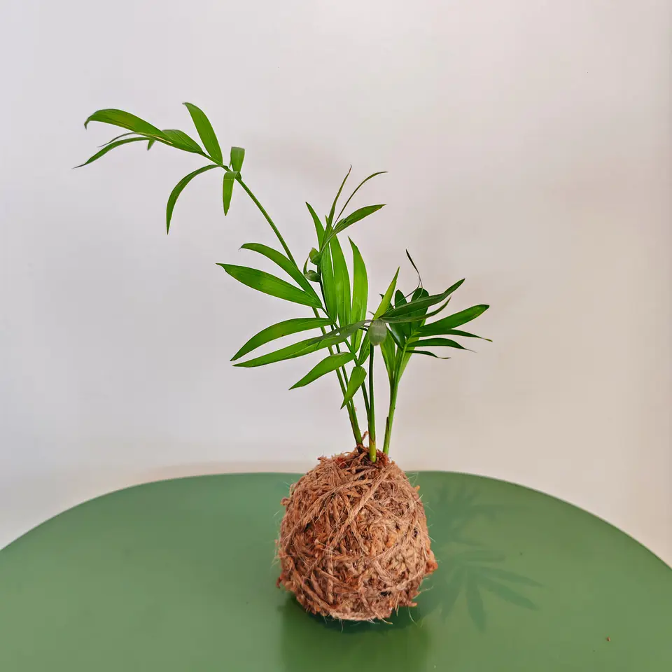 Kokedama made from Chamaedorea elegans – Parlor Palm S 1