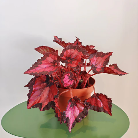 Begonia Beleaf ‘Kohala Red’