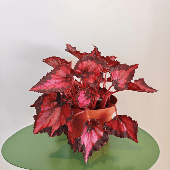 Begonia Beleaf ‘Kohala Red’ 1