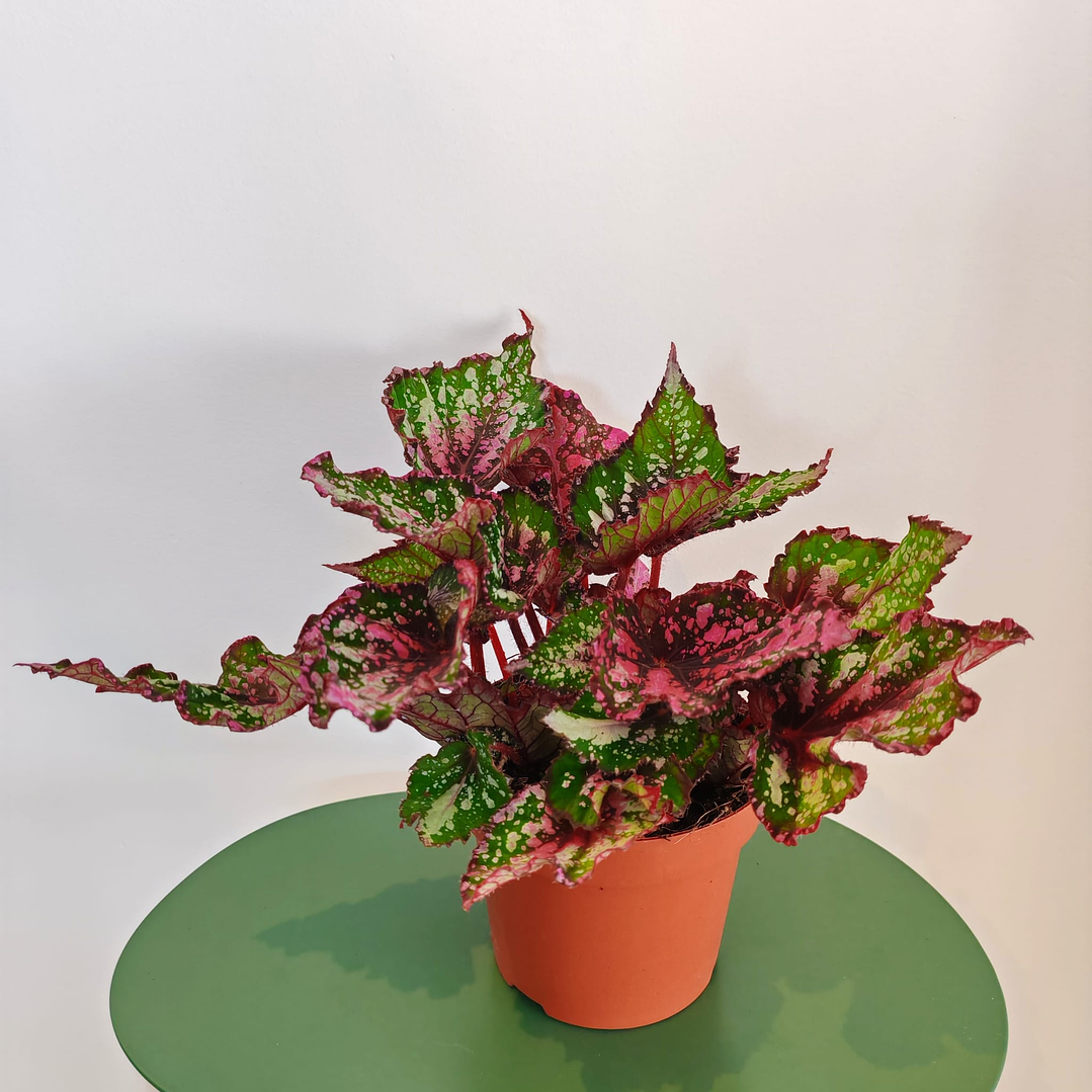 Begonia Beleaf ‘Alaska Creek’ 1