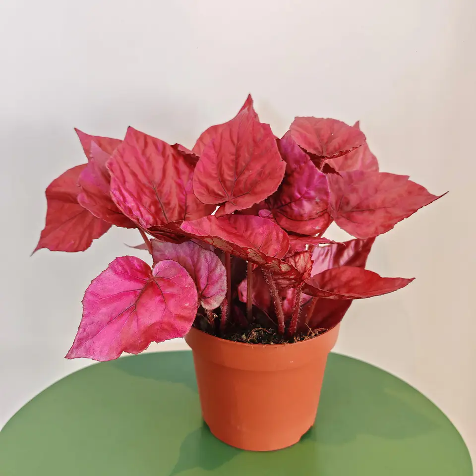 Begonia Beleaf 'Inca Flame' 1