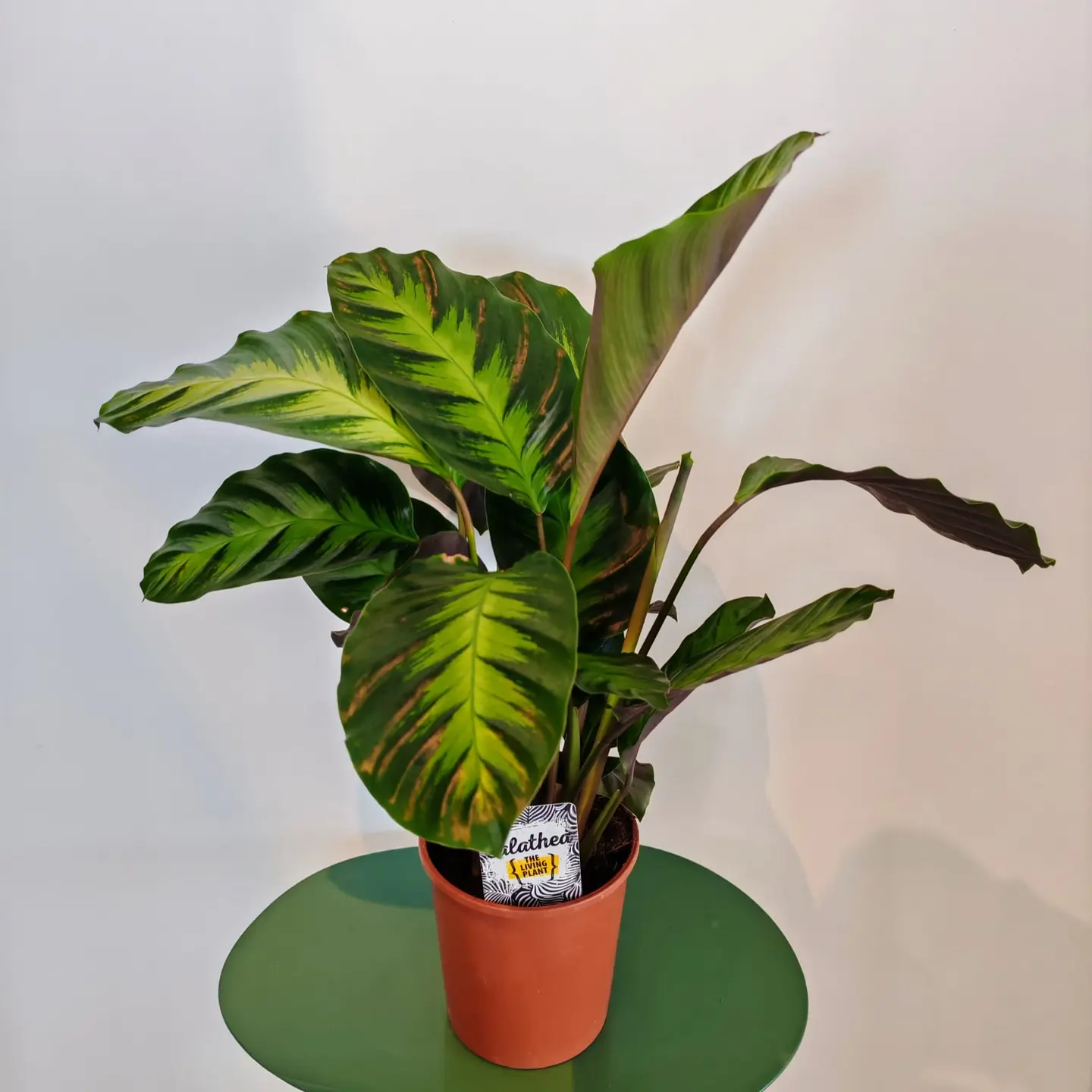 Calathea 'Albertii' 1