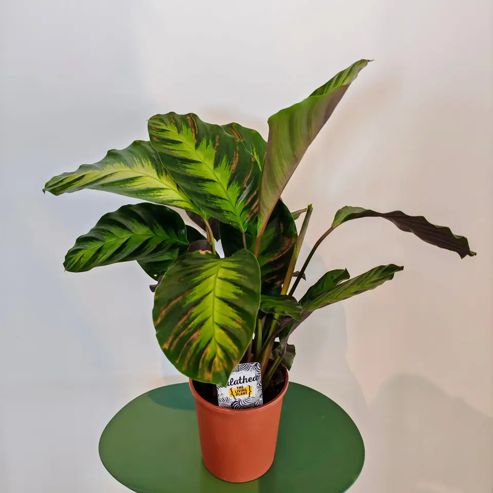 Calathea 'Albertii' 1