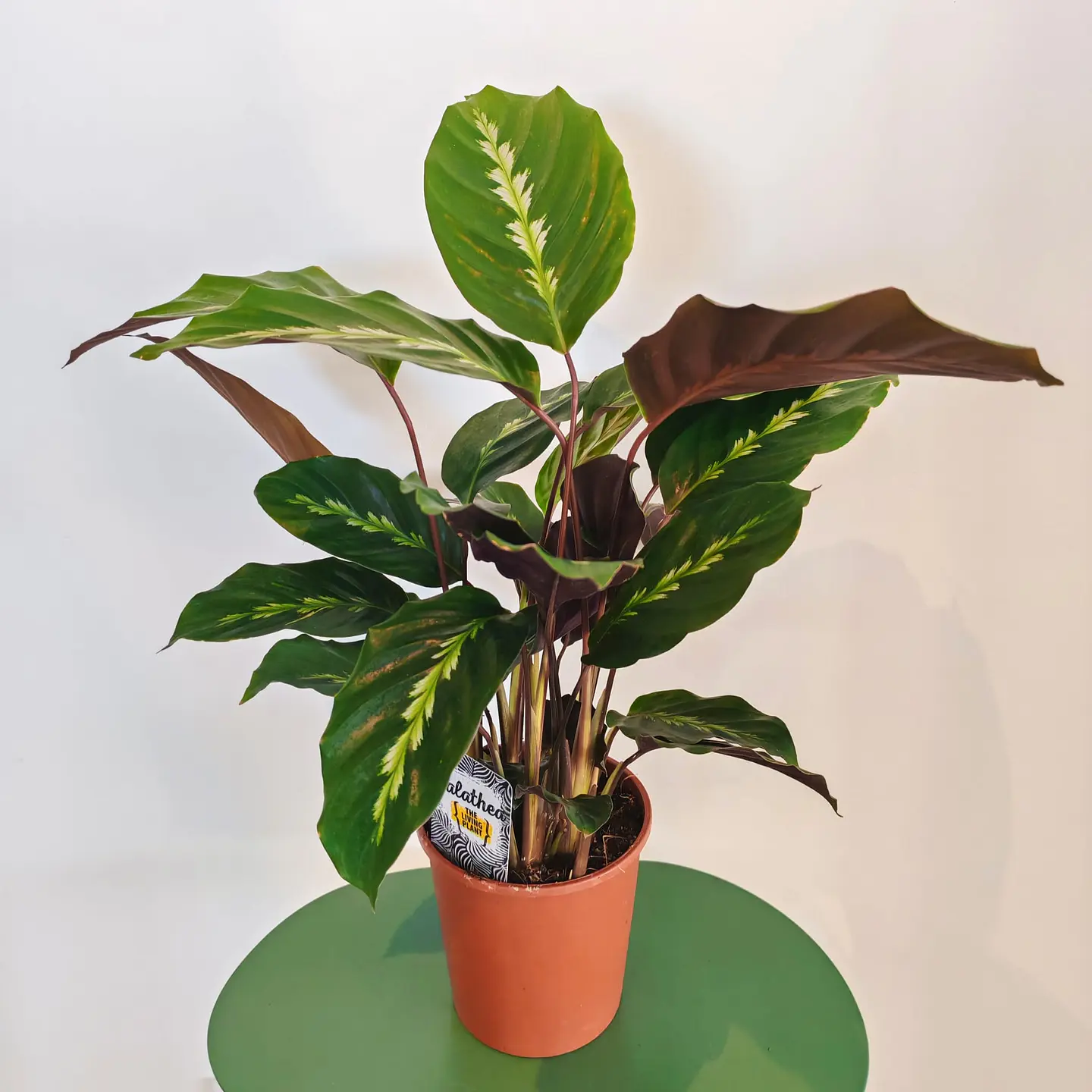 Calathea 'Maui Queen' 1