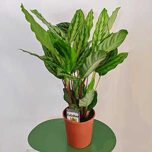 Calathea