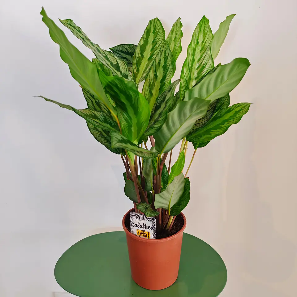 Calathea 1