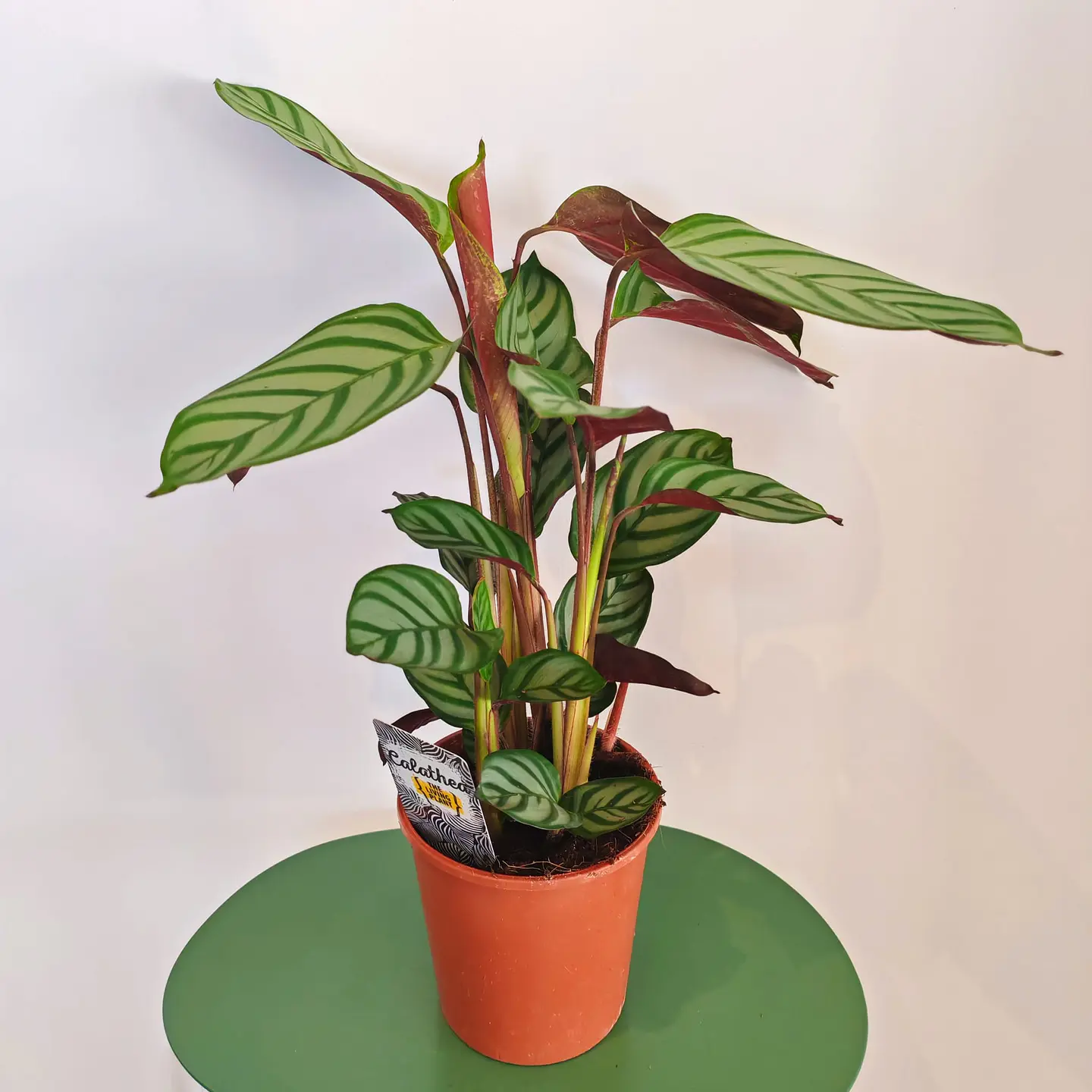 Calathea 'Setosa' 1