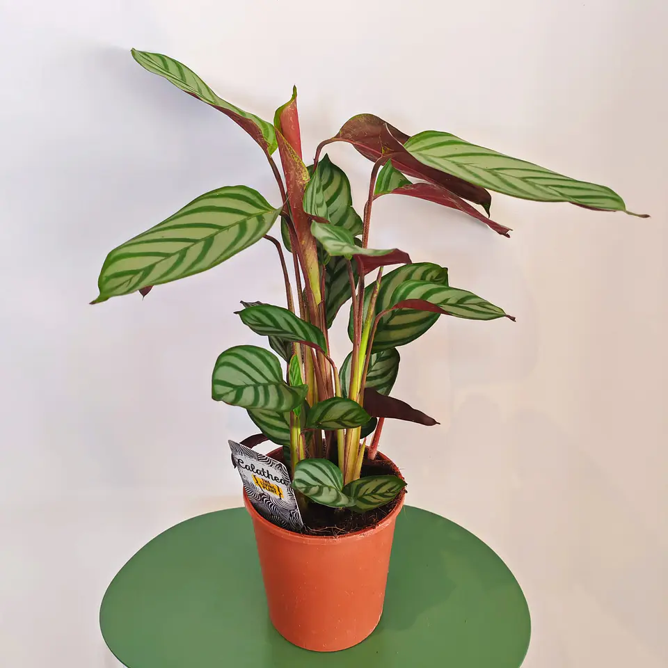 Calathea 'Setosa' 1